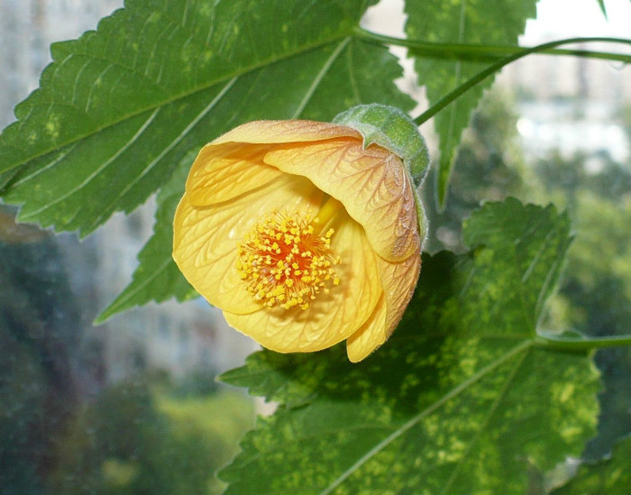 1 iulie - Abutiloni 2012