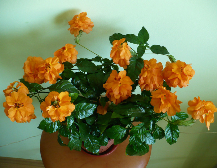 P1400352 - Crossandra 2012