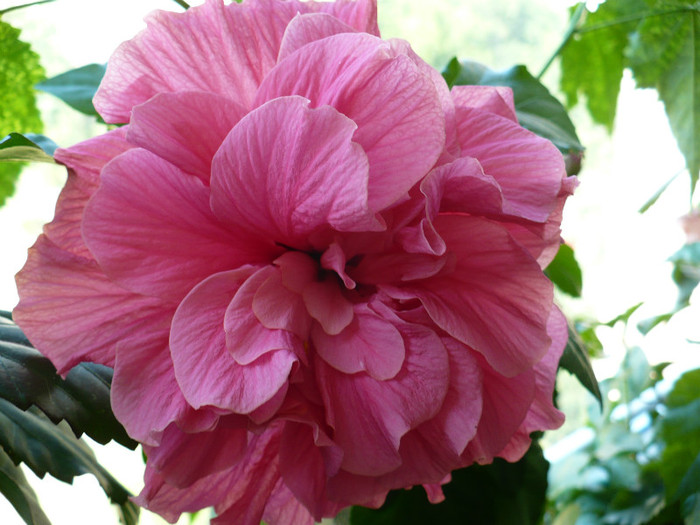 2 iulie - hibiscusi 2012