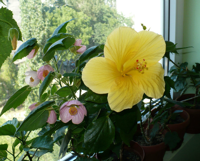 P1400326 - hibiscusi 2012