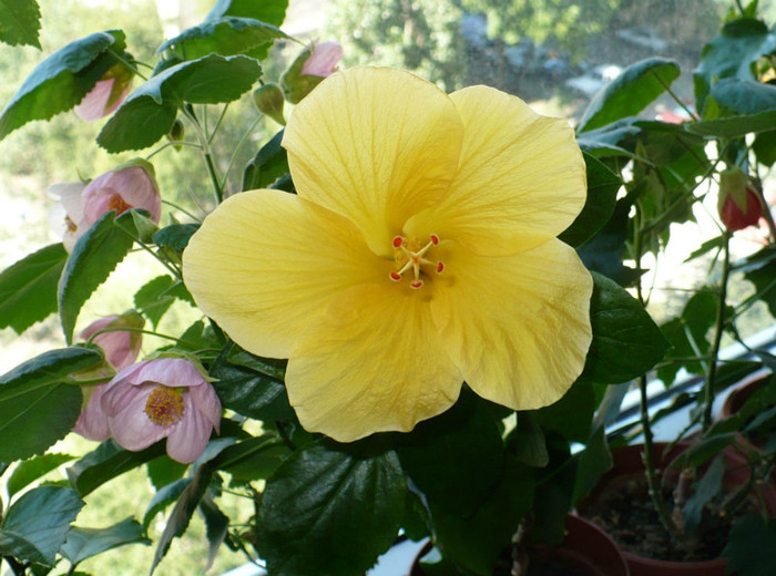 P1400329 - hibiscusi 2012