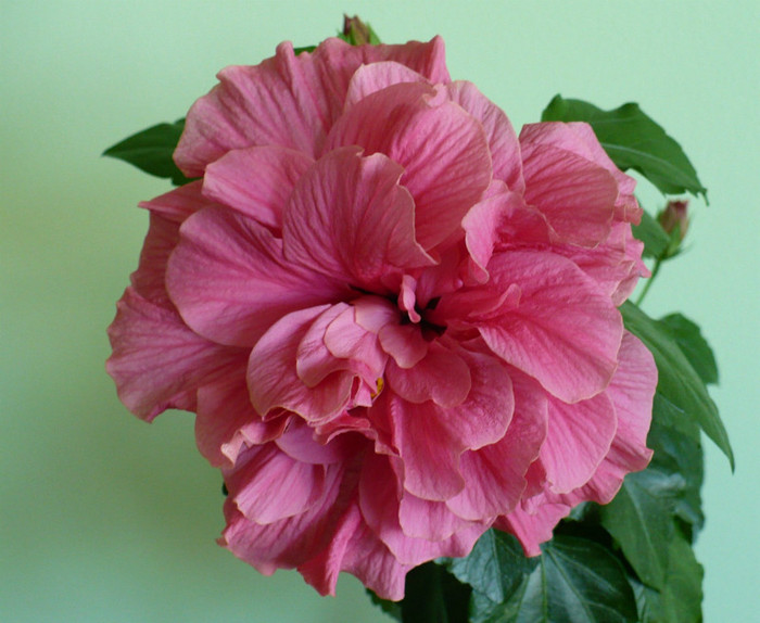 P1400365 - hibiscusi 2012