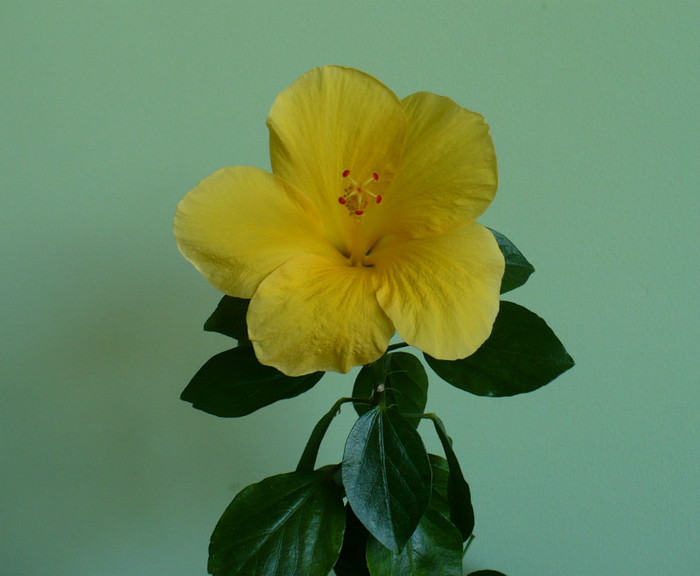 P1400370 - hibiscusi 2012
