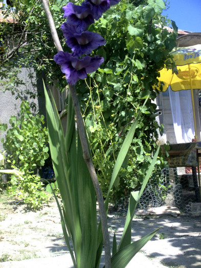 CRIM0137 - Gladiole 2012