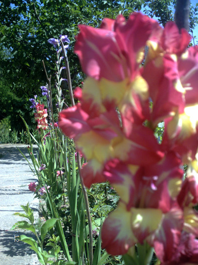 CRIM0139 - Gladiole 2012