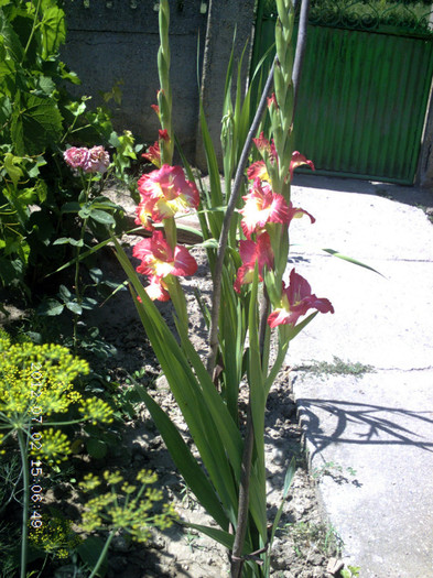 CRIM0141 - Gladiole 2012