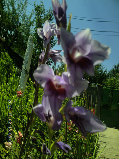 CRIM0145 - Gladiole 2012