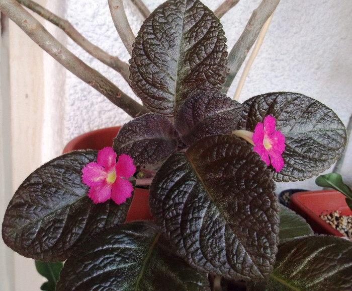 Pinkiscia (4) - Episcia