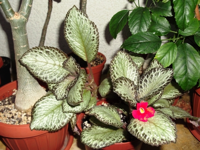 Cupreata Silver Sheen - Episcia