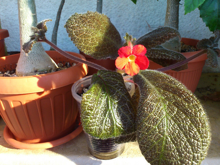 Tigrovaja - Episcia
