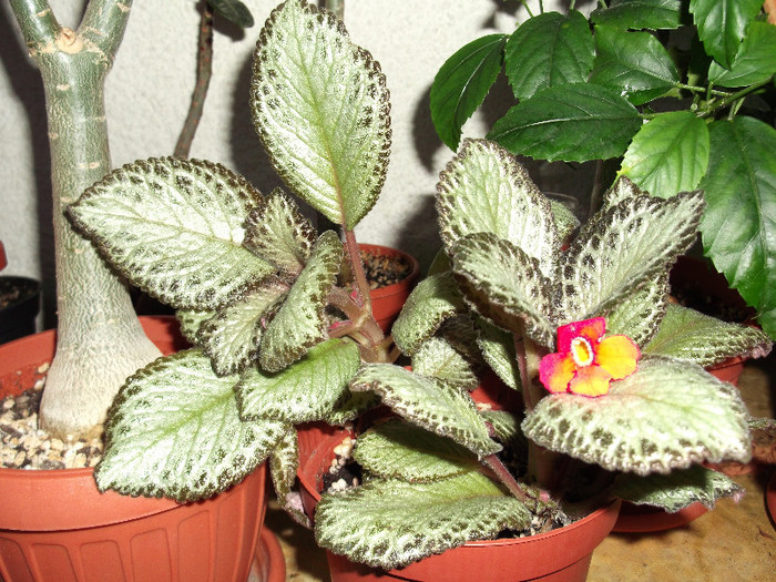 DSCF0772 - Episcia