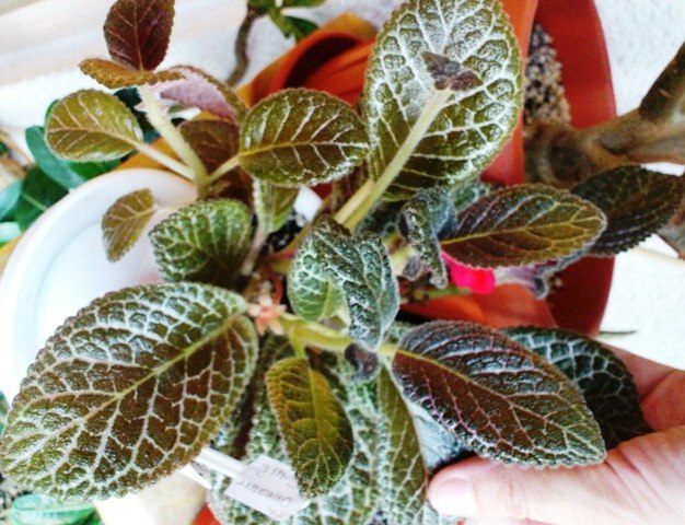 Jim\'s Antonio - Episcia