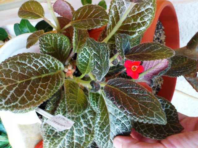 Jim\'s Antonio1 - Episcia