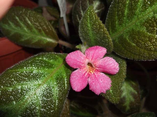 Jim\'s Canadian Sunset - Episcia