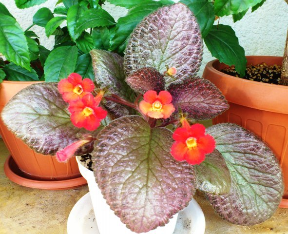 Kempenfest2 - Episcia
