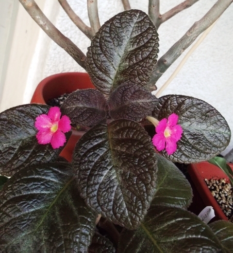 Pinkiscia (1) - Episcia