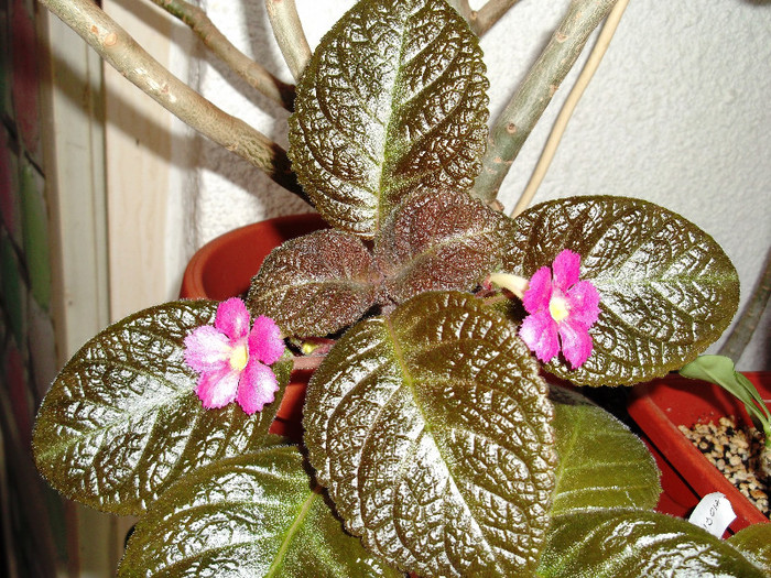 Pinkiscia (2) - Episcia