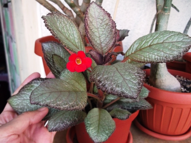 Moon Light - Episcia