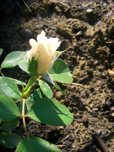 Innocencia • County of Yorkshire • Innocencia Vigorosa ™ • Korstarnow • White Balconia (Floribunda,