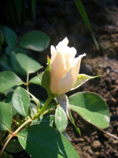 CIMG6134