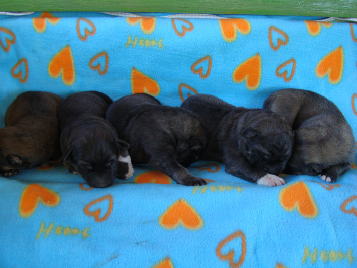 4 zile; masculi
males 4 days old
