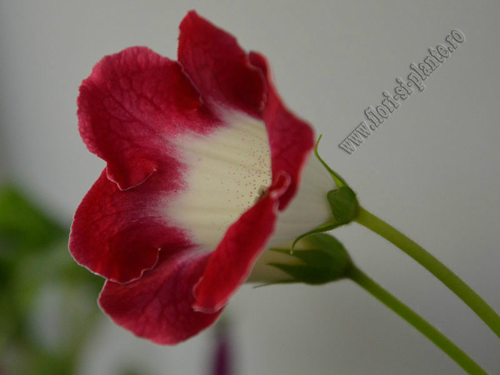 Gloxinia  Symphony of Fire - GLOXINIA _ SINNINGIA