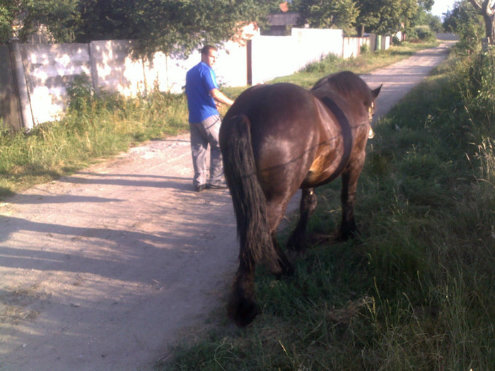 010720121350 - stelu manz greu 1 an-VANDUT