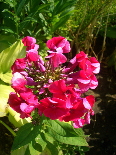 Phlox rosu - vara 2012