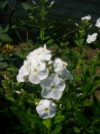 Phlox alb - vara 2012