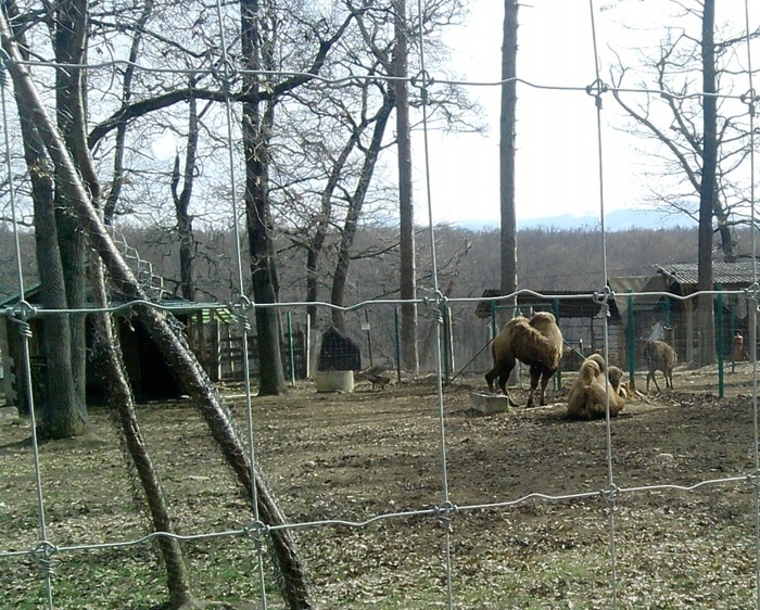 Zoo - 2012 Scoala altfel 2-6 apr Excursie Sibiu