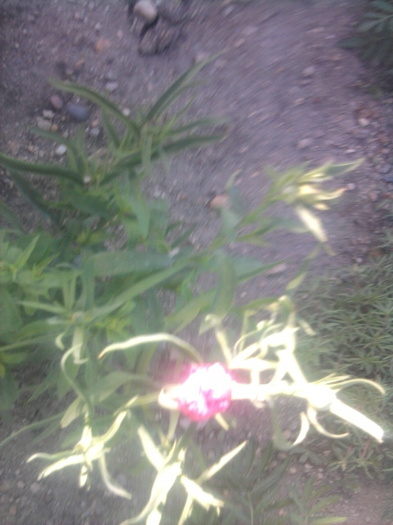 garoafa chinezeasca - florile mele