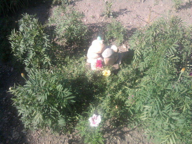 flori de piatra, garoafe si altele - florile mele
