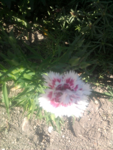 garoafa - florile mele