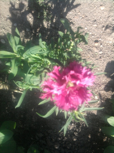 garoafa - florile mele