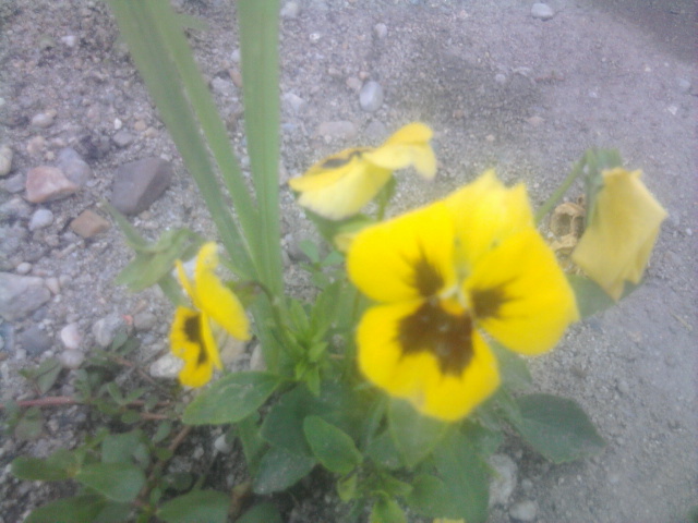 panselute - florile mele