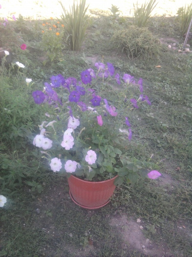petunii - florile mele