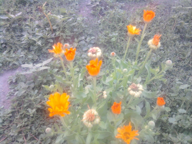 galbenele - florile mele