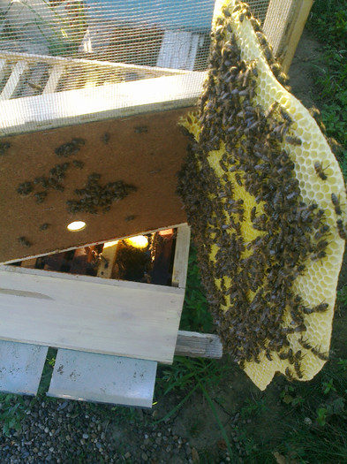 fagure crescut sub podisor