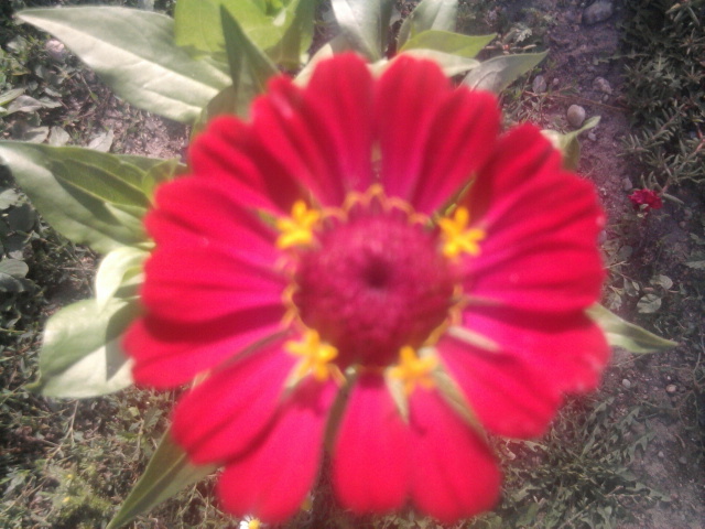 budenci - florile mele