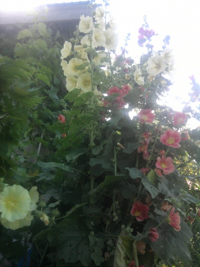 nalba de gradina - florile mele