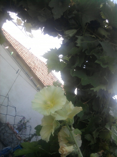 nalba de gradina - florile mele