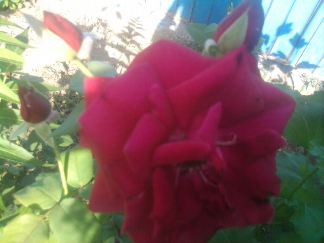 trandafir catifelat - florile mele
