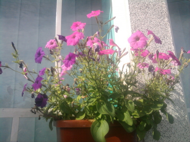 petunii - florile mele