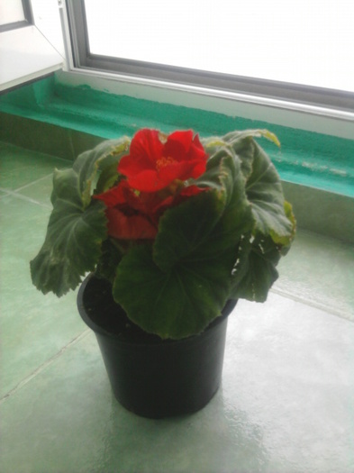 begonie - florile mele