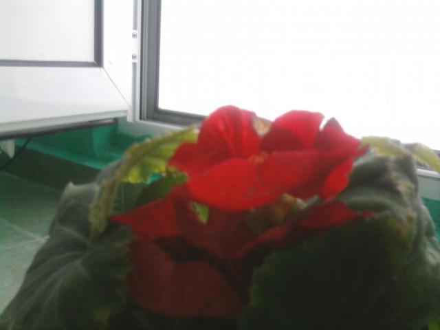 begonie - florile mele