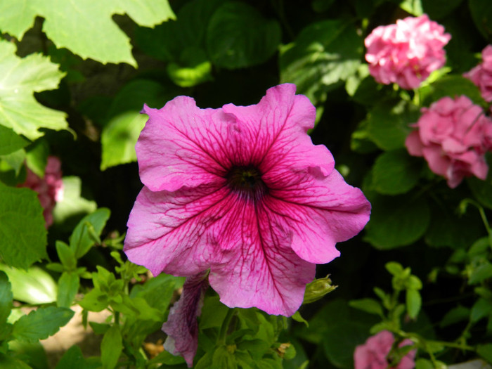 DSCN9725