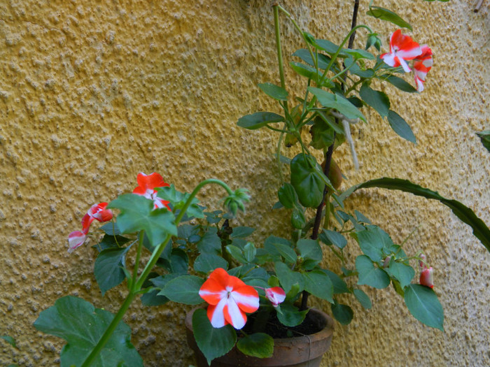 DSCN9731