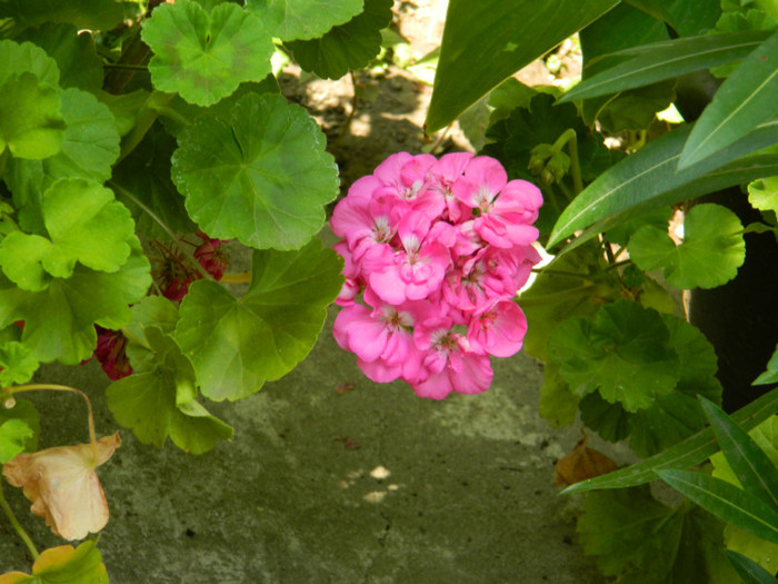 DSCN9737