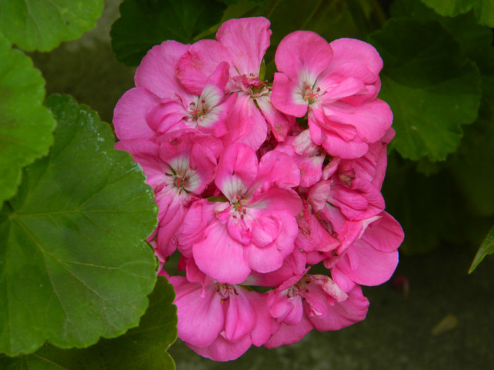 DSCN9743