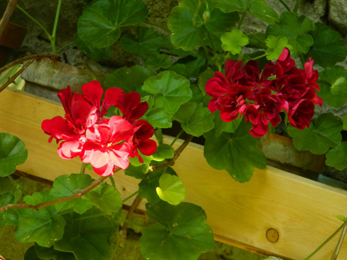 DSCN9754 - IUNIE 2 2012